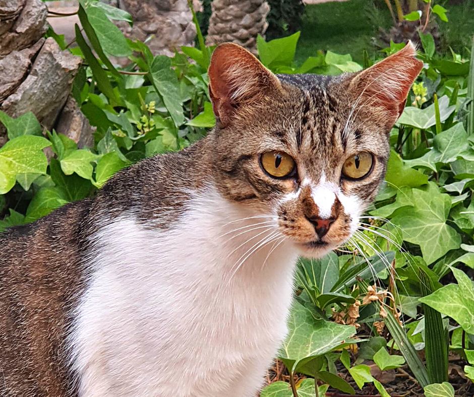 casa de acogida gato adulto