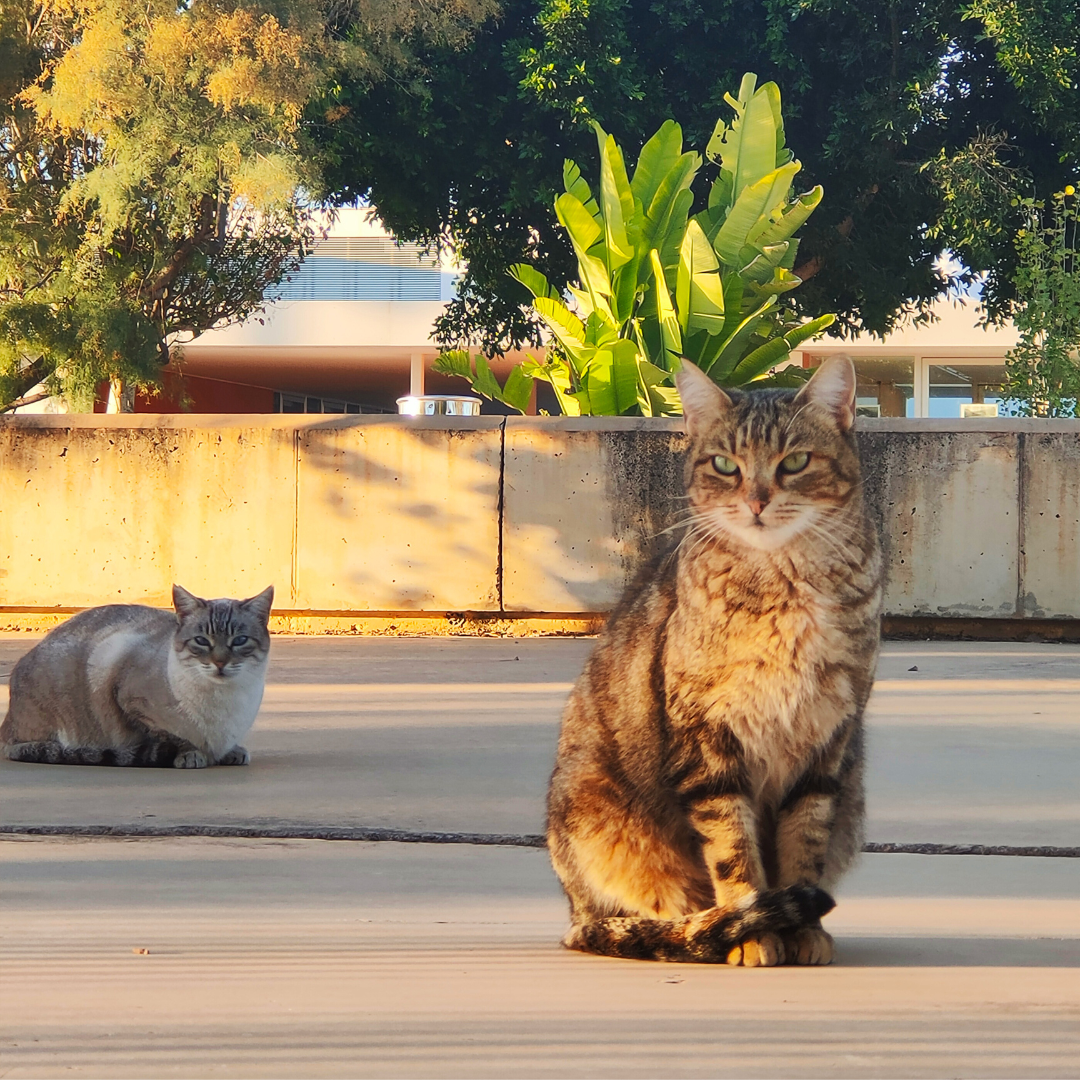 GATOS COLONIA